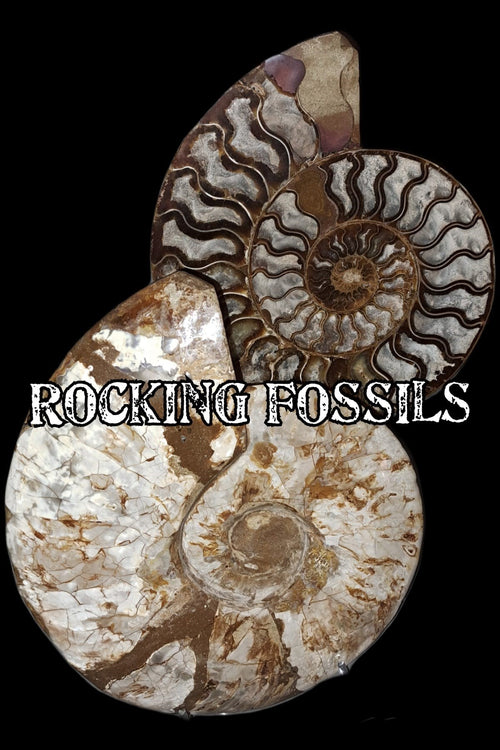 Rocking Fossils